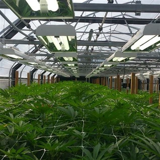 Limyè Dep Greenhouse Twous